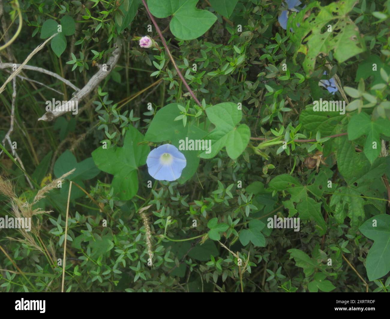 Japanese morning glory (Ipomoea nil) Plantae Stock Photo - Alamy