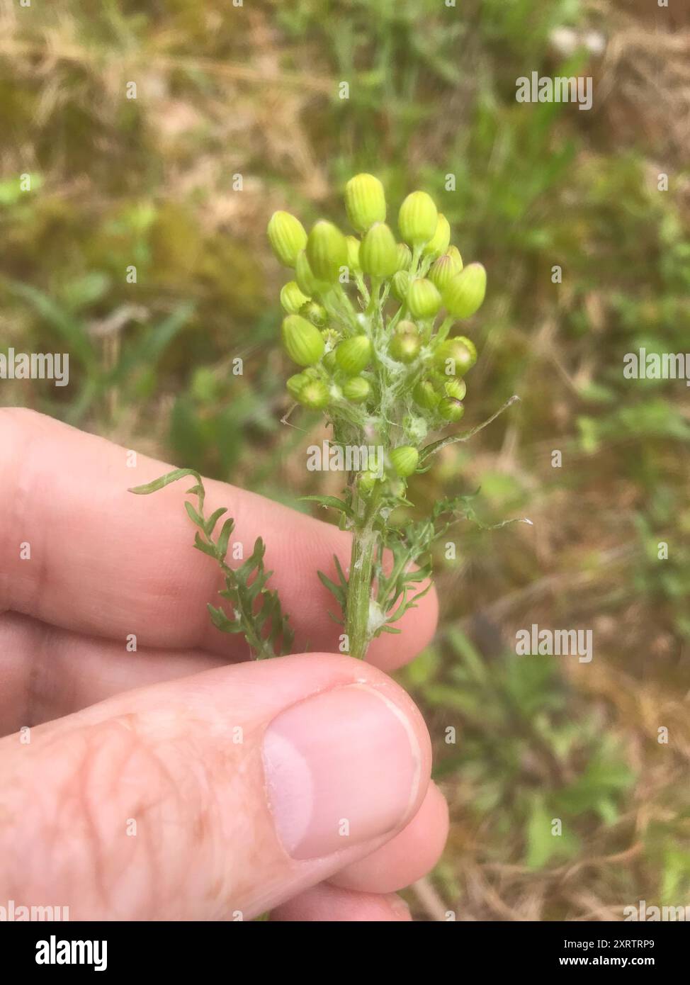 Small's ragwort (Packera anonyma) Plantae Stock Photo - Alamy
