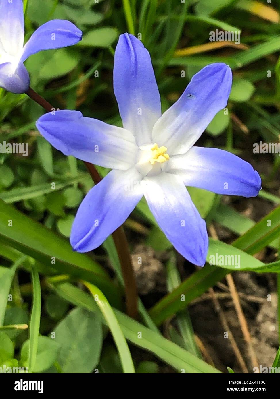 Forbes' Glory-of-the-snow (Scilla forbesii) Plantae Stock Photo - Alamy