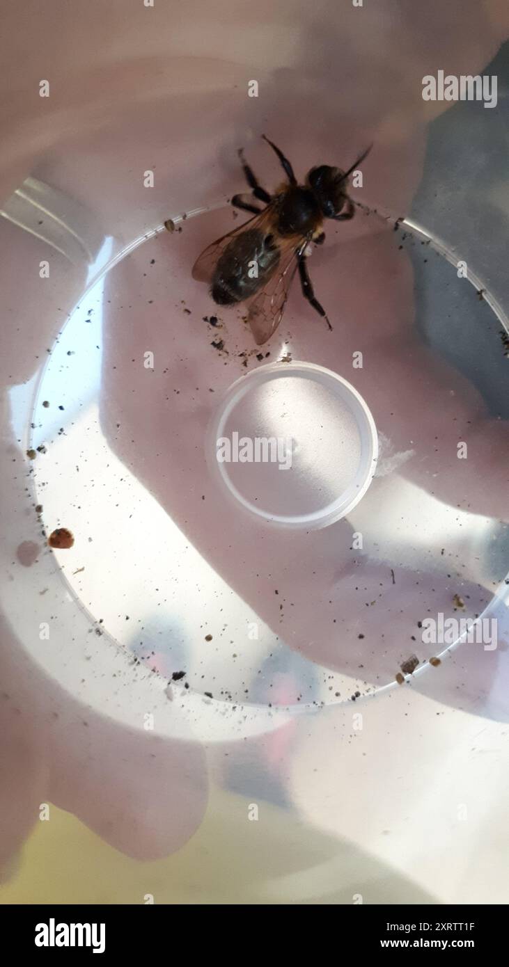 Mining Bees (Andrena) Insecta Stock Photo - Alamy