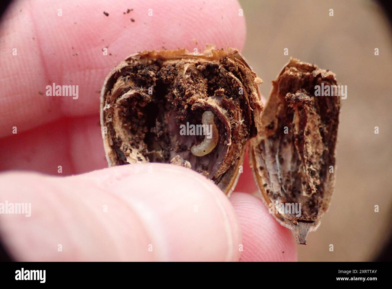 Acorn Moth (Blastobasis glandulella) Insecta Stock Photo - Alamy