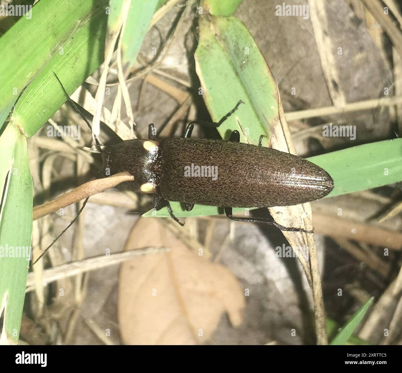 Headlight Beetles (Pyrophorini) Insecta Stock Photo