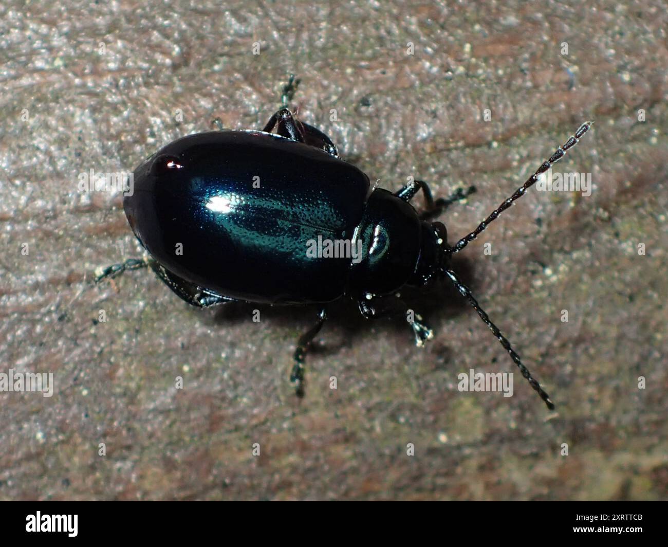 Grape flea beetle hi-res stock photography and images - Alamy