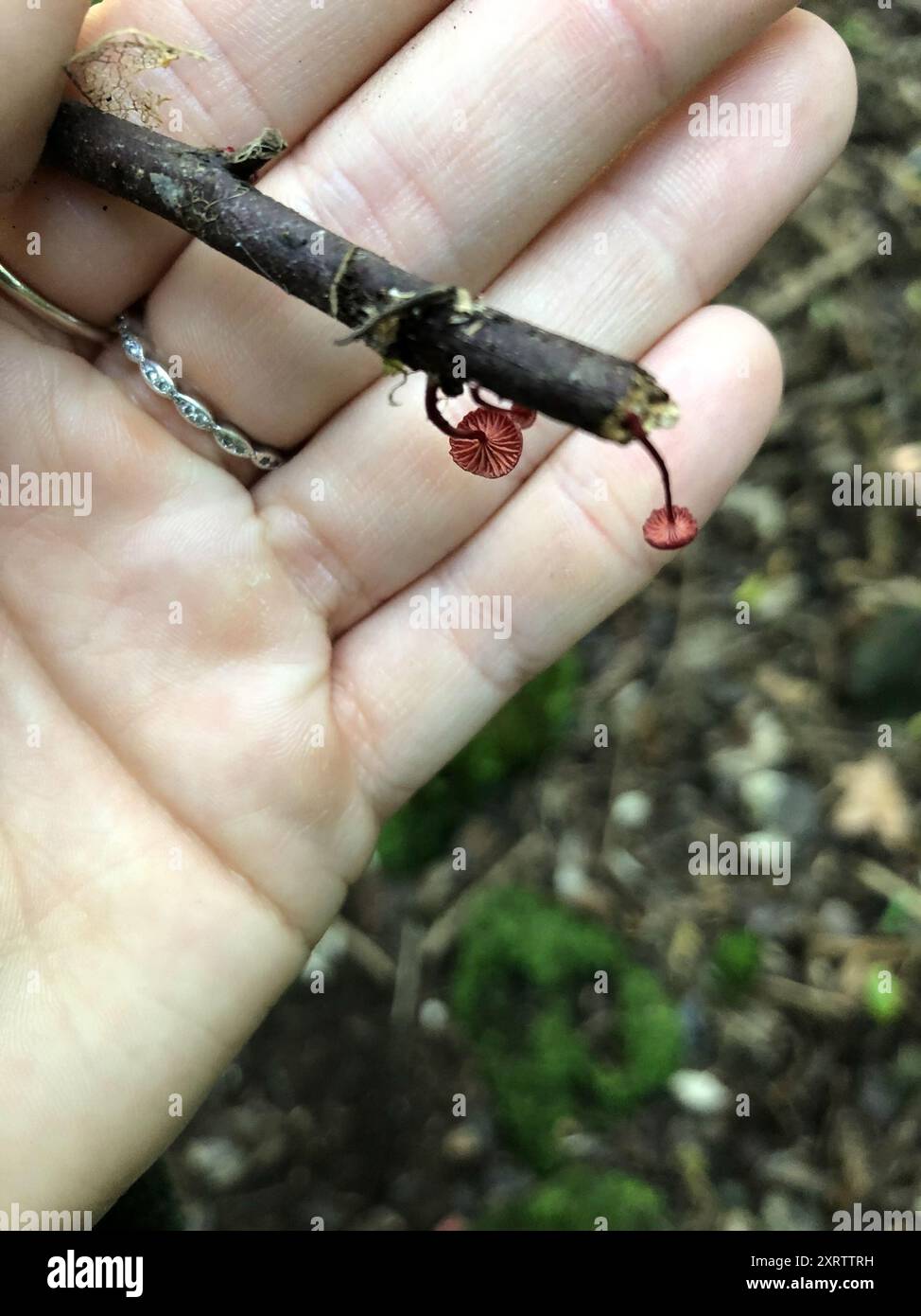 Ruby Bonnot ruby bonnet (Cruentomycena viscidocruenta) Fungi Stock Photo - Alamy