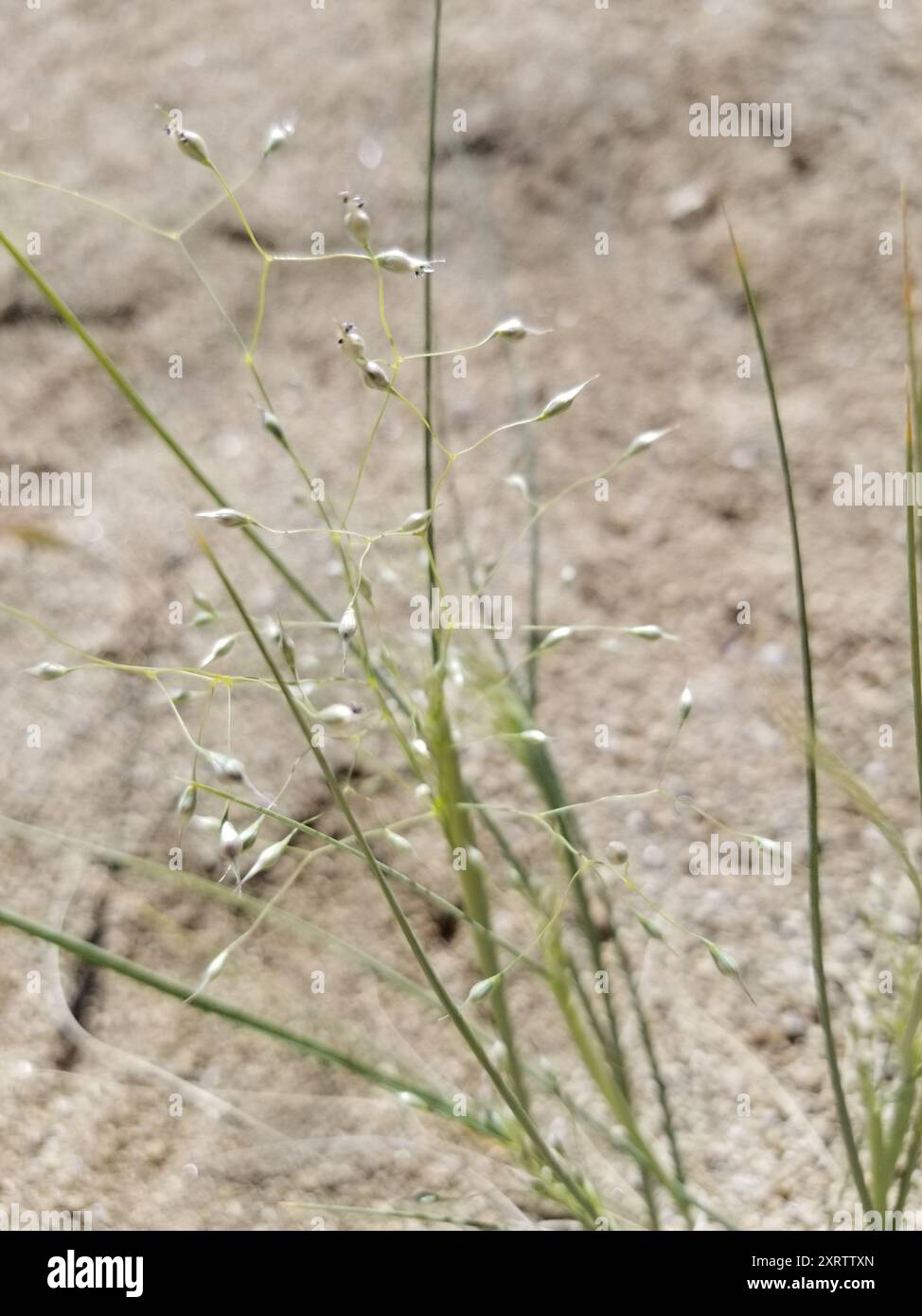 Sand Ricegrass (Eriocoma hymenoides) Plantae Stock Photo - Alamy