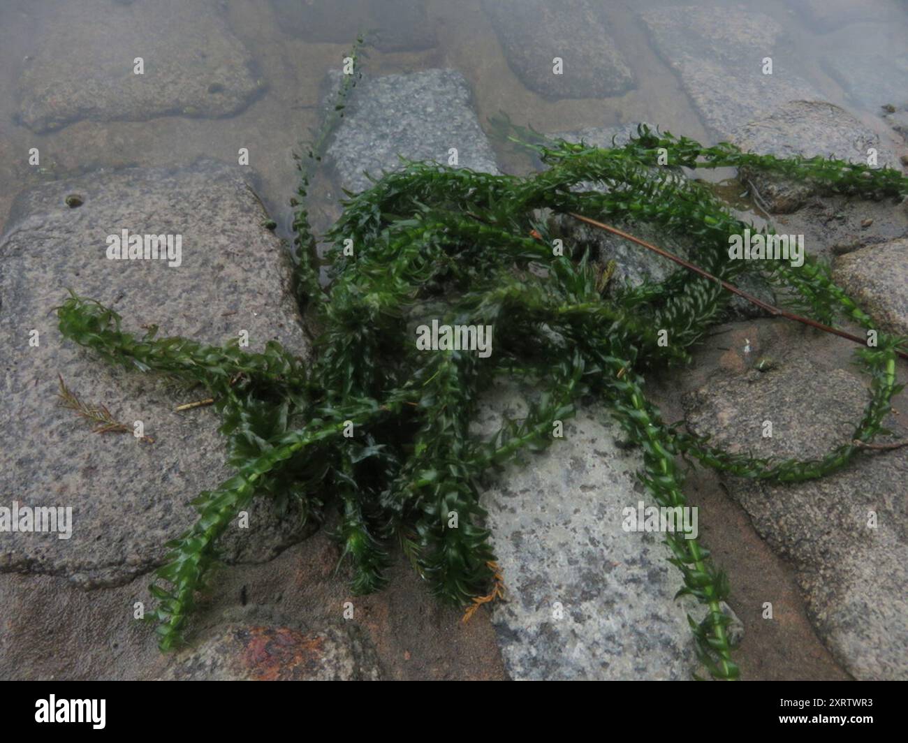 tape-grass family (Hydrocharitaceae) Plantae Stock Photo