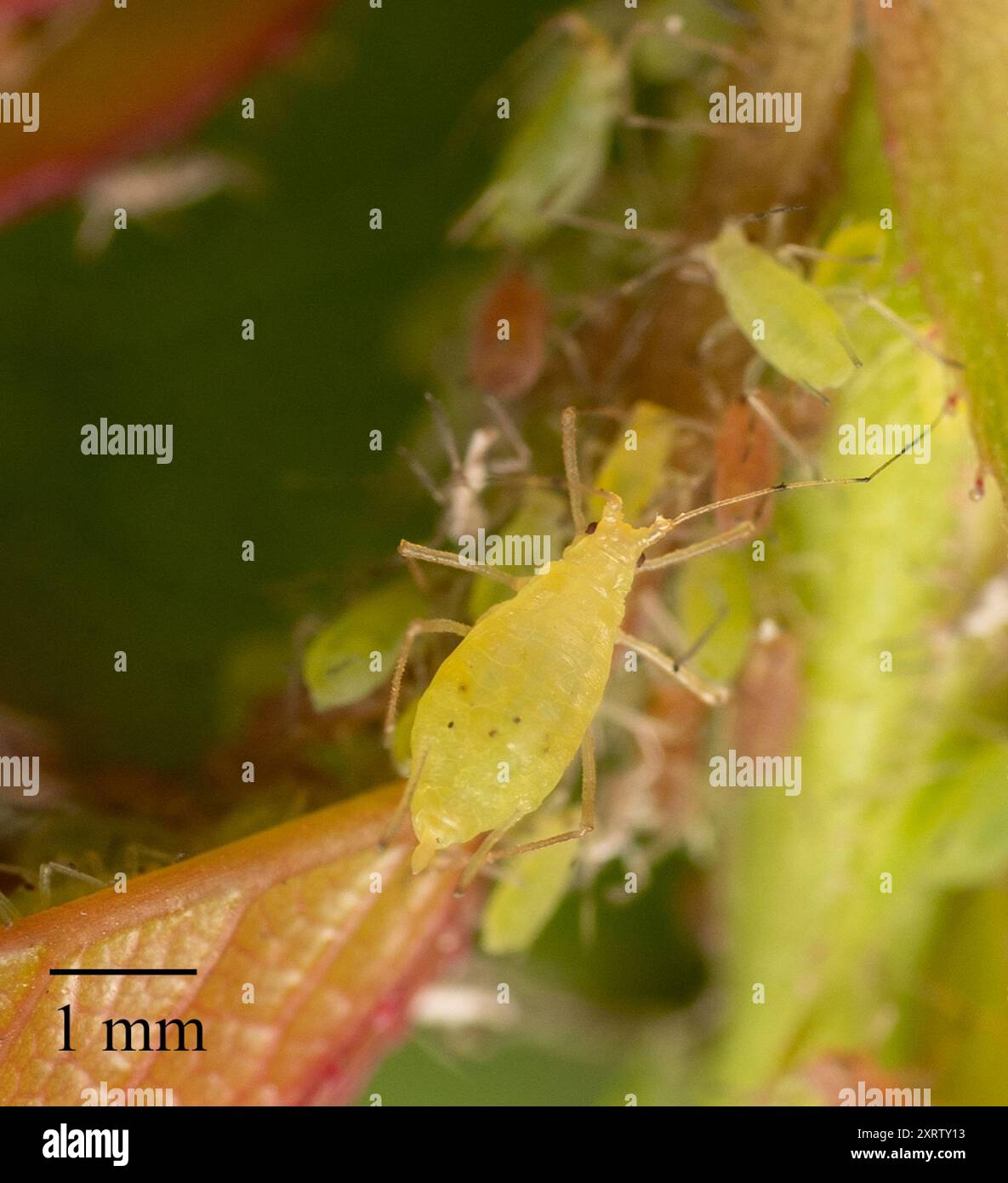 Strawberry Tree Aphid (Wahlgreniella nervata) Insecta Stock Photo - Alamy