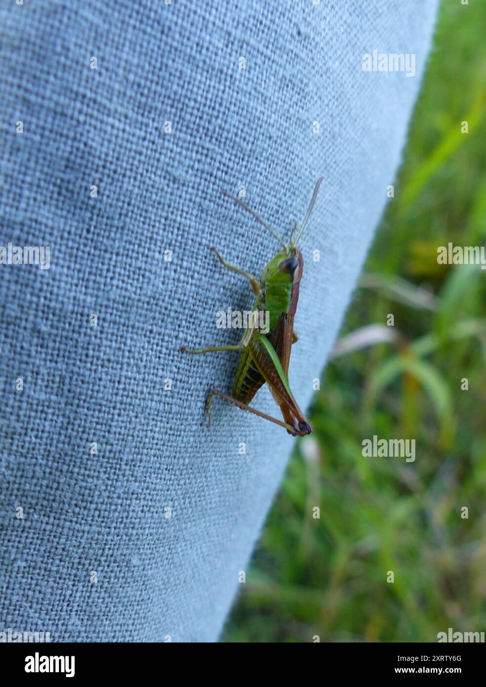 Meadow Grasshopper (Pseudochorthippus parallelus) Insecta Stock Photo ...