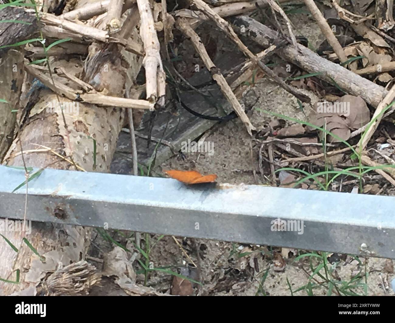 Angled Castor (Ariadne ariadne) Insecta Stock Photo - Alamy