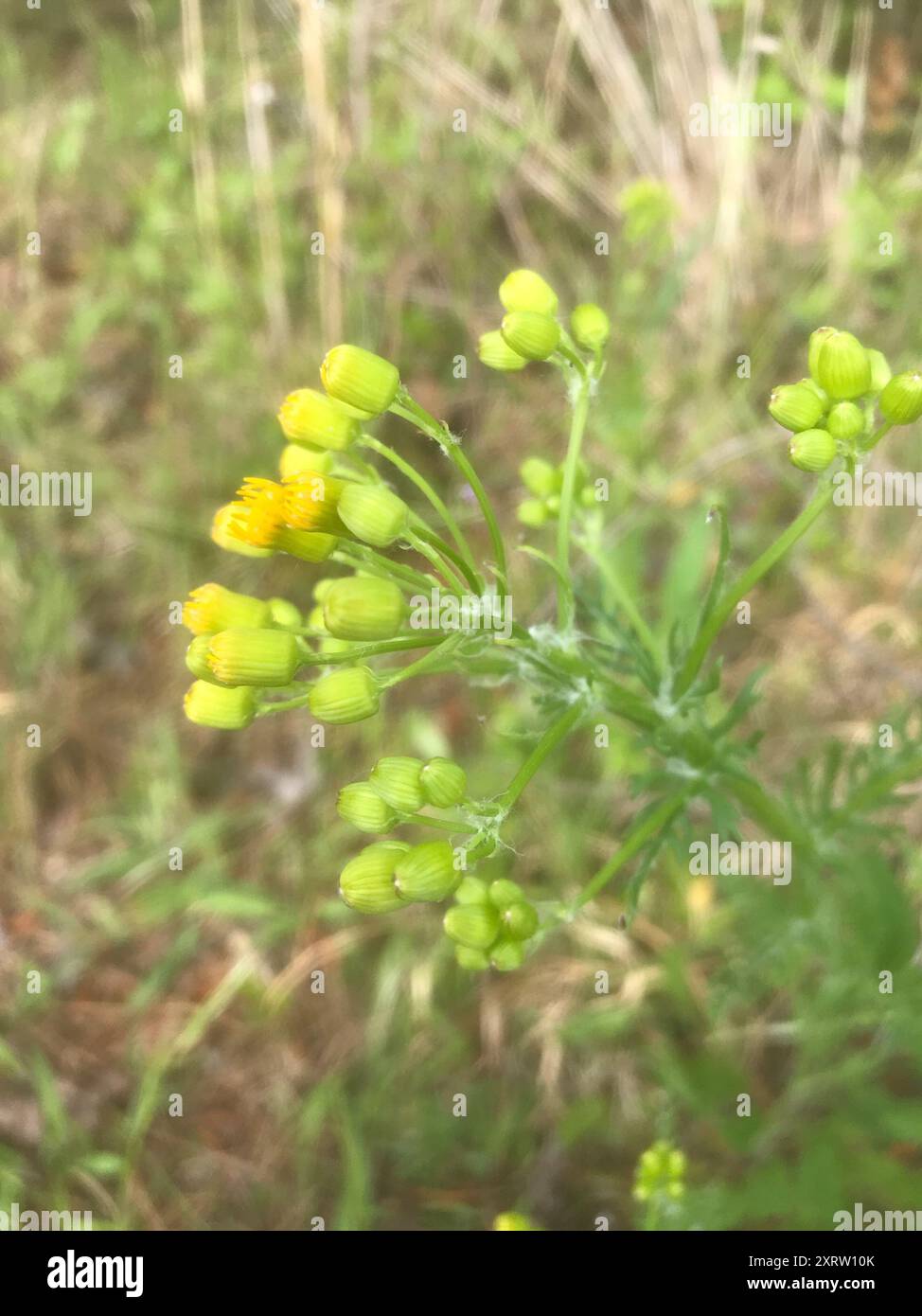 Small's ragwort (Packera anonyma) Plantae Stock Photo - Alamy