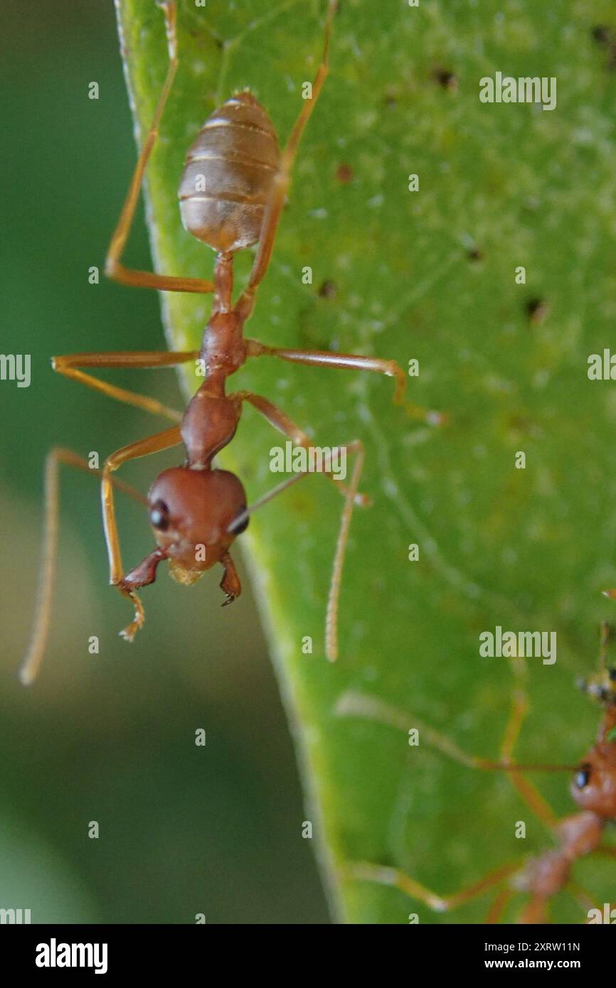 African Weaver Ant (Oecophylla longinoda) Insecta Stock Photo - Alamy