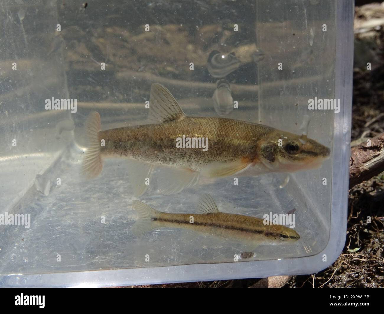 Longnose Dace (Rhinichthys cataractae) Actinopterygii Stock Photo