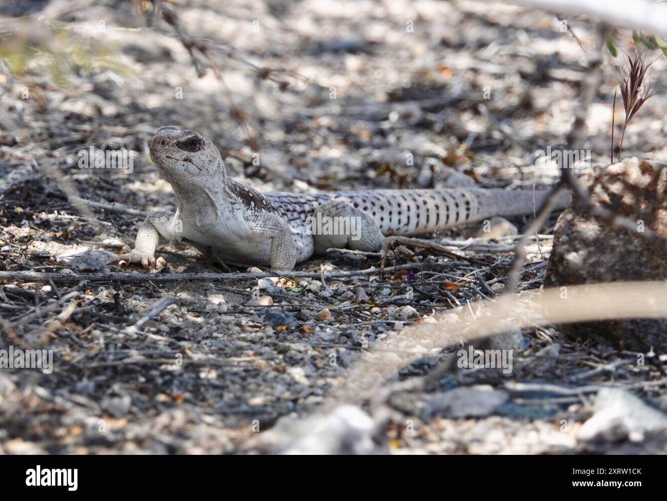 Desert Iguana (Dipsosaurus dorsalis) Reptilia Stock Photo - Alamy