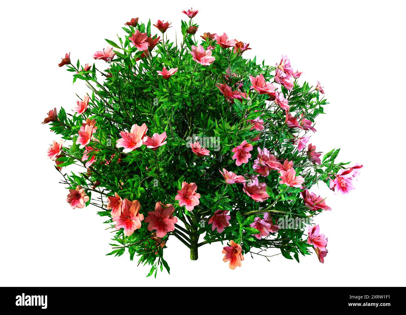 3D rendering of a blooming azalea plant isolated on white background ...