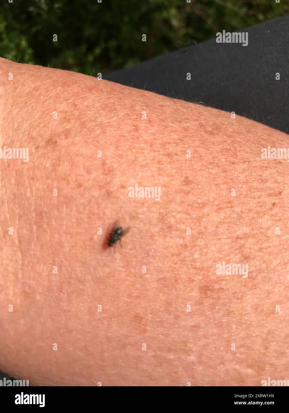 Flies (Diptera) Insecta Stock Photo - Alamy