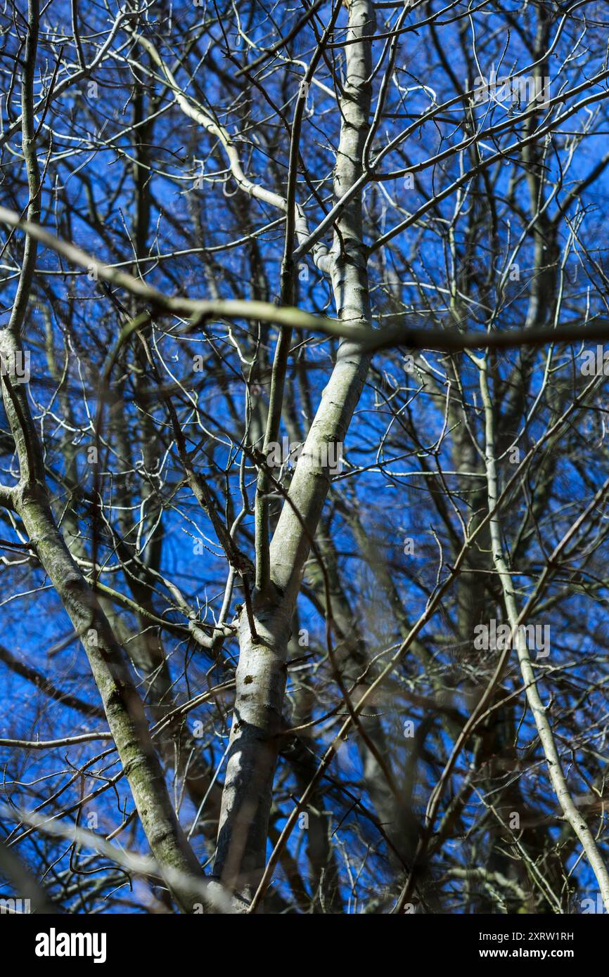 Looking through leafless tree branches at a blue sky in the winter. Stock Photo