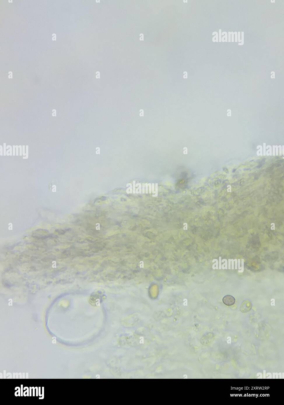 Fiber Caps (Inocybe) Fungi Stock Photo - Alamy