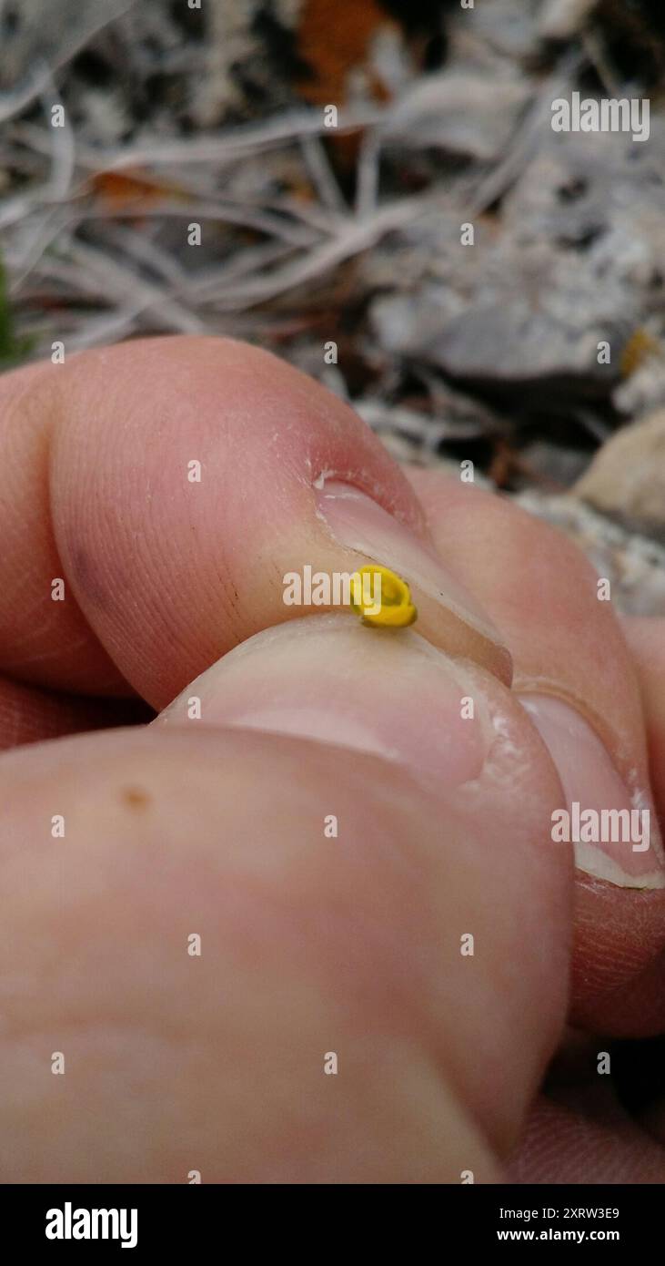 Drabas Draba Plantae Stock Photo Alamy drabas-draba-plantae-stock-photo-alamy