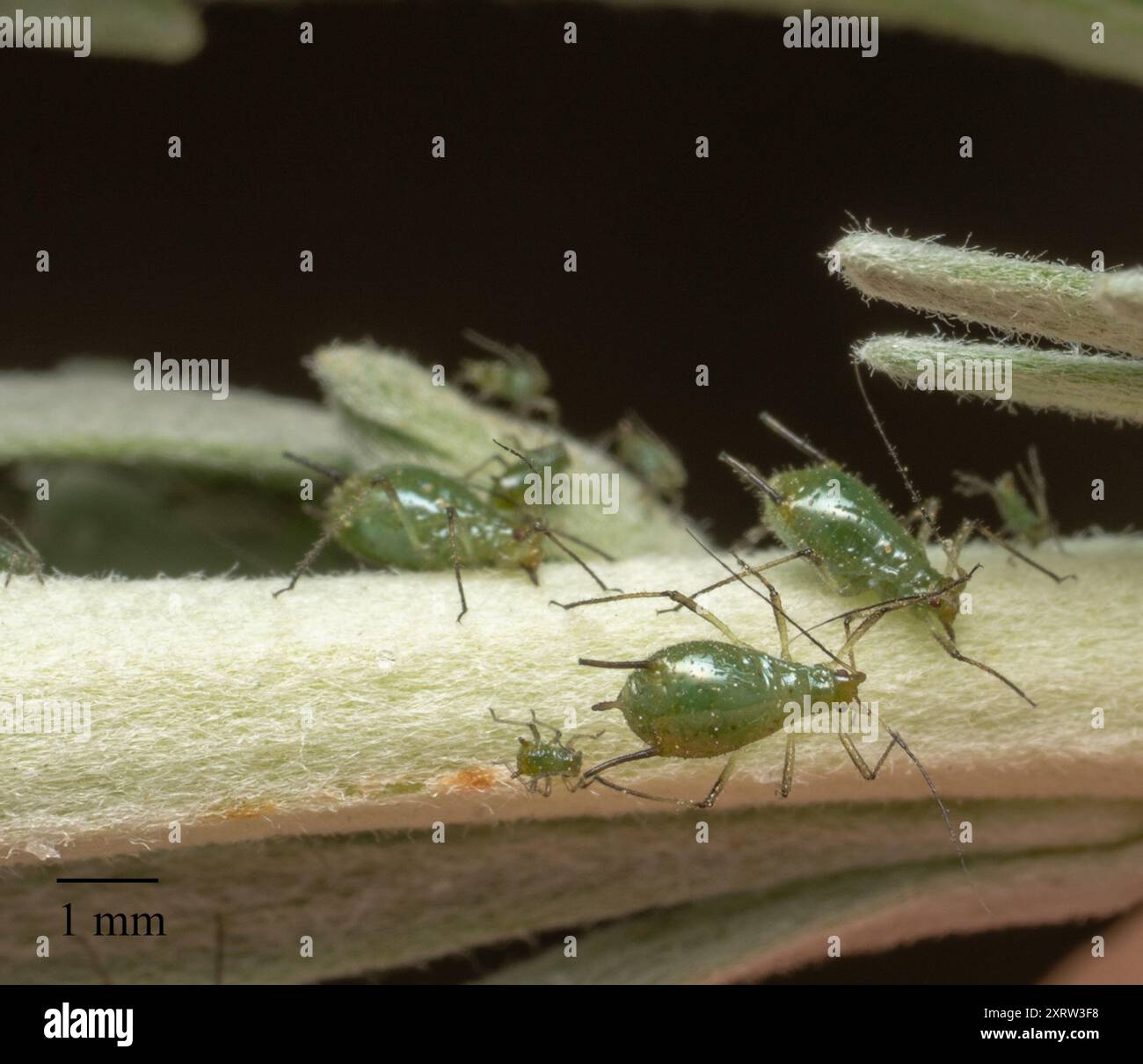 Aphids (Aphididae) Insecta Stock Photo - Alamy