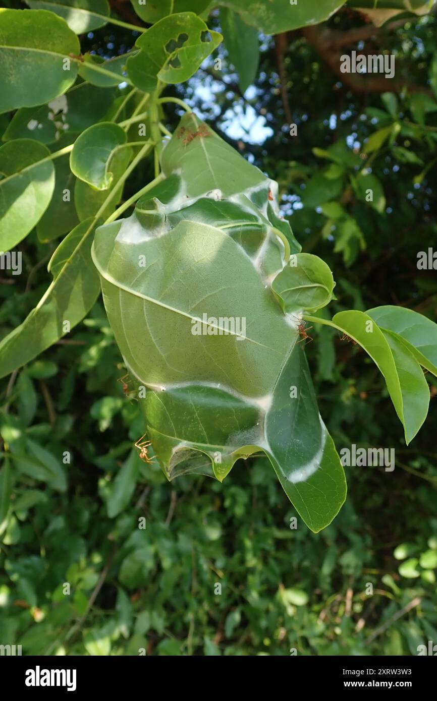 African Weaver Ant (Oecophylla longinoda) Insecta Stock Photo - Alamy