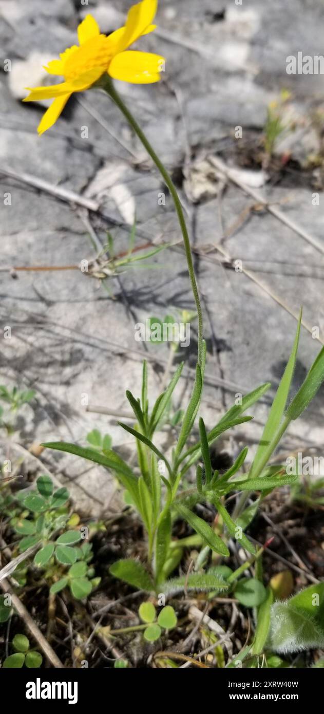 Fineleaf Four-nerved Daisy (Tetraneuris linearifolia) Plantae Stock ...