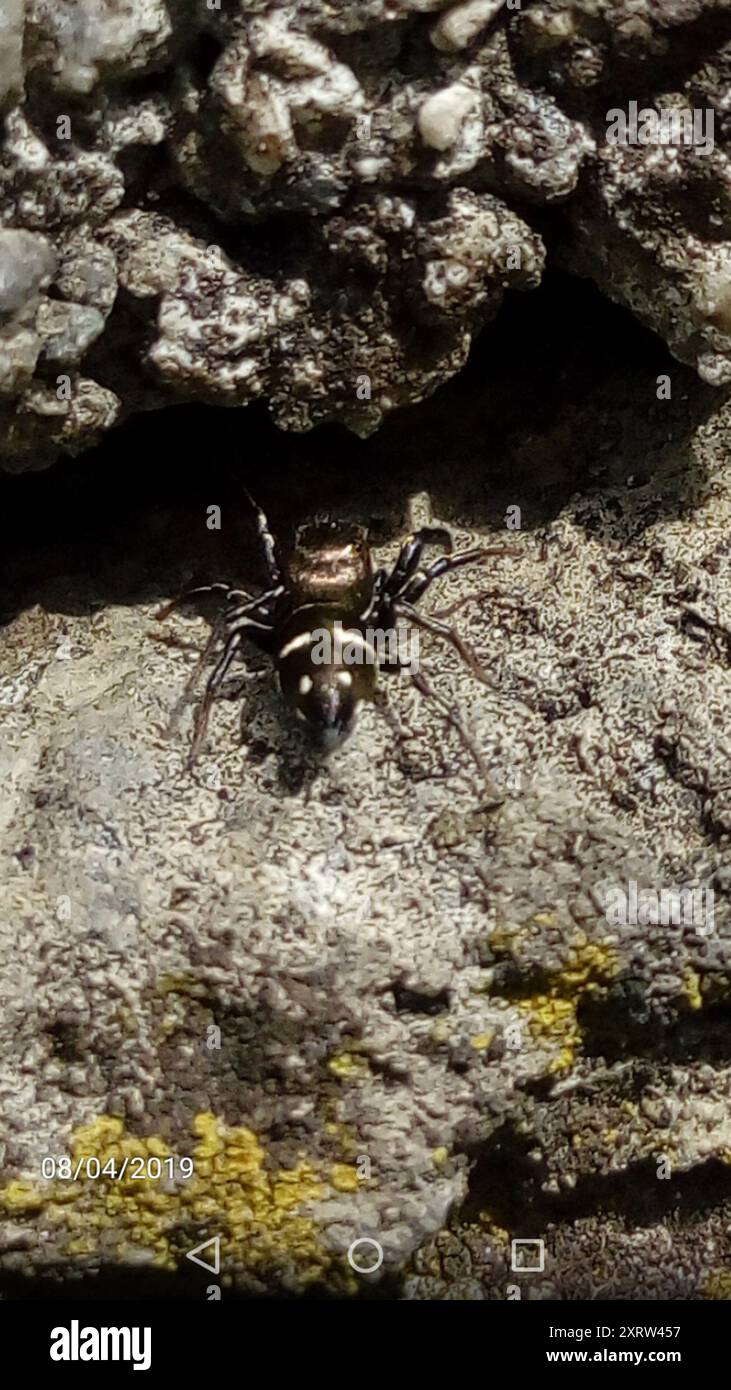 Sun Jumping Spiders (Heliophanus) Arachnida Stock Photo - Alamy