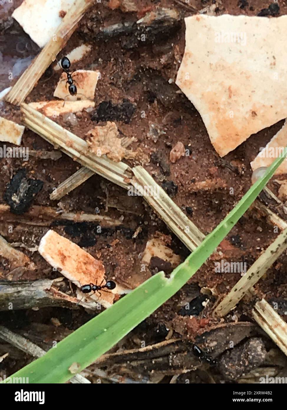 Timid ants hi-res stock photography and images - Alamy