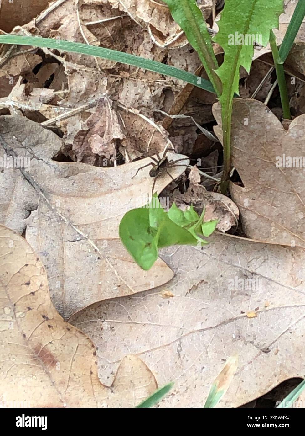 Common Forest Wolf Spider Complex (Pardosa lugubris) Arachnida Stock