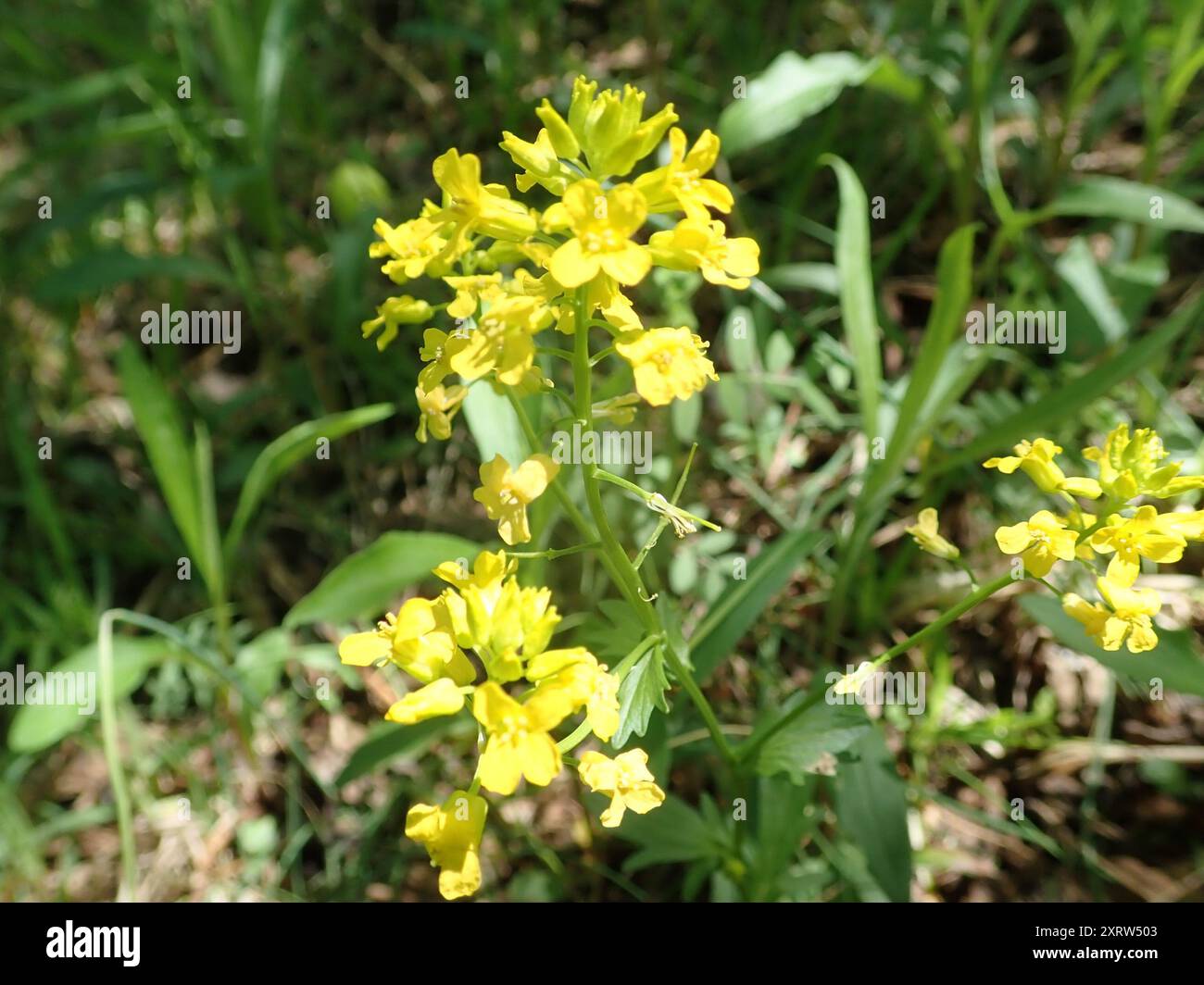 bitter wintercress (Barbarea vulgaris) Plantae Stock Photo - Alamy