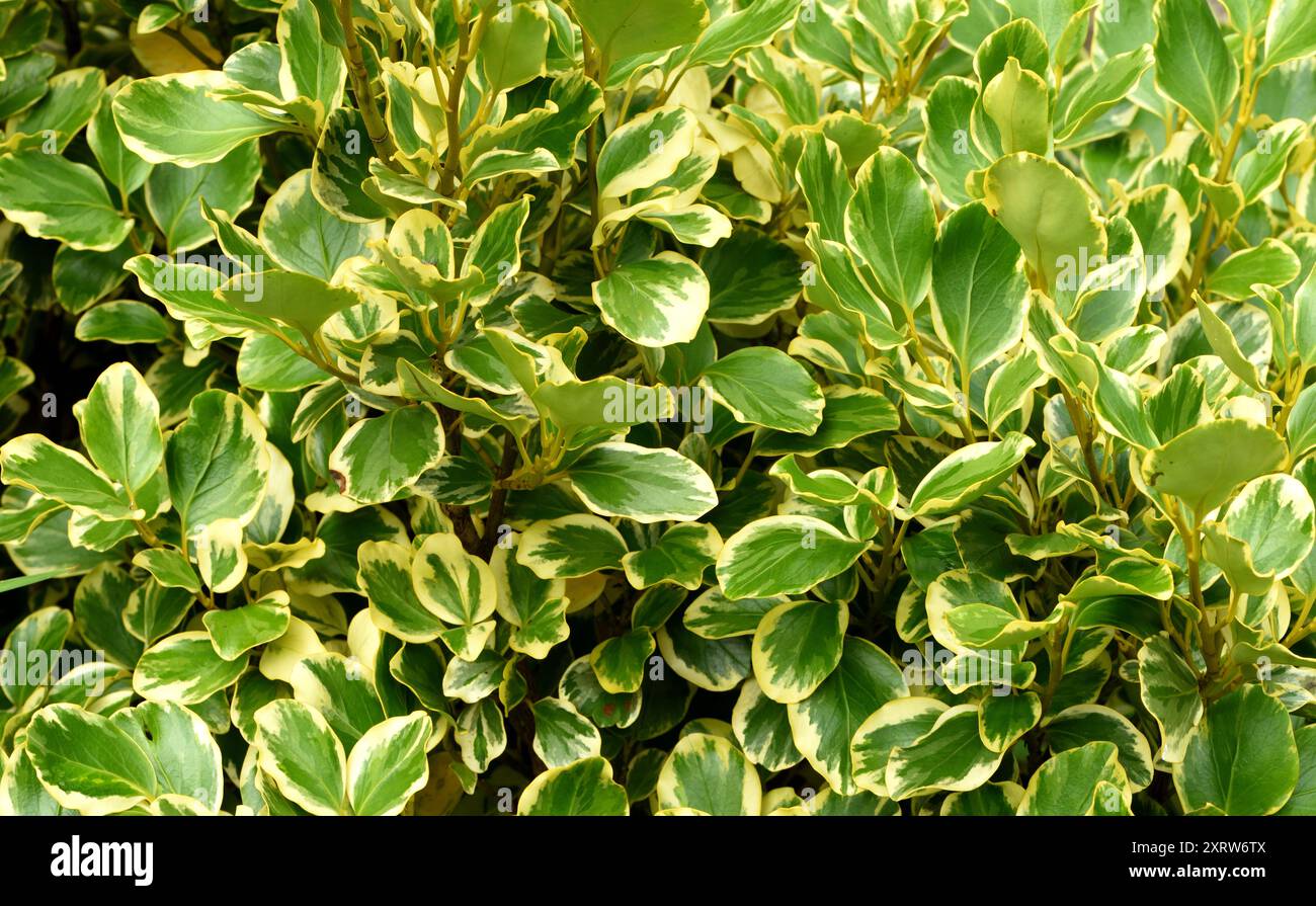 Closeup of the foliage of variegated Griselinia. Stock Photo