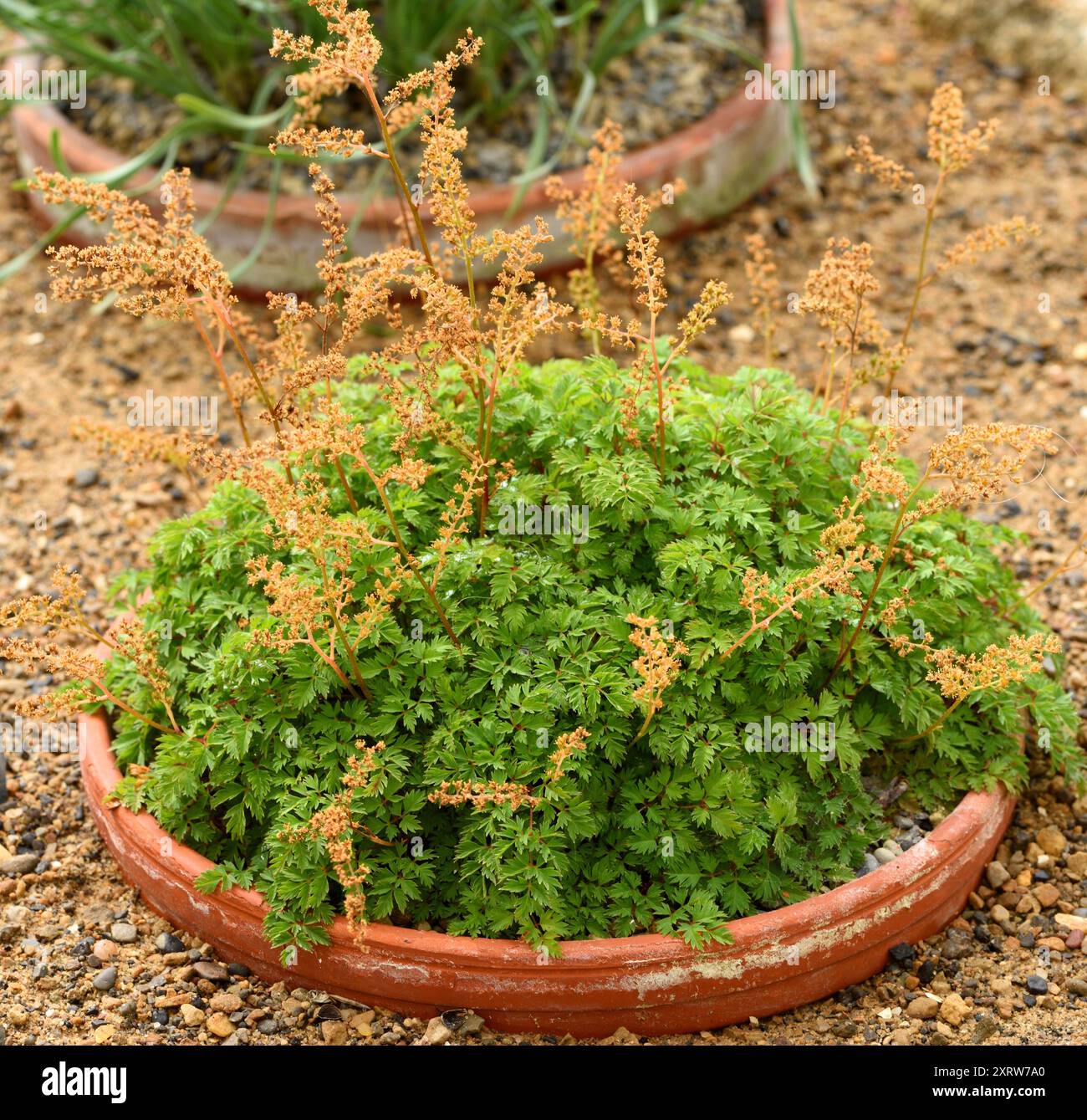 Astilbe Thunbergii fugisanensis. Stock Photo