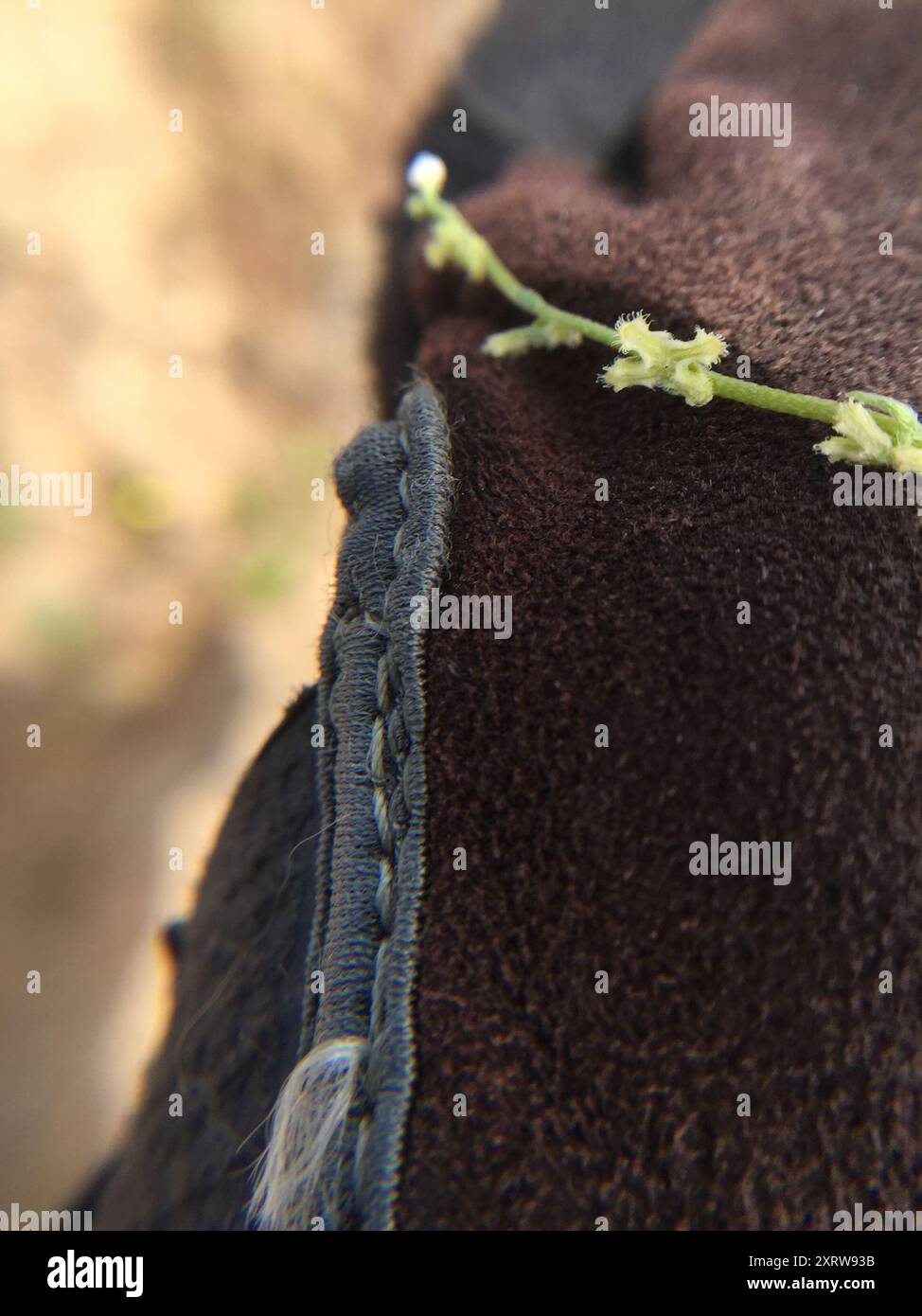 sleeping combseed (Pectocarya penicillata) Plantae Stock Photo - Alamy