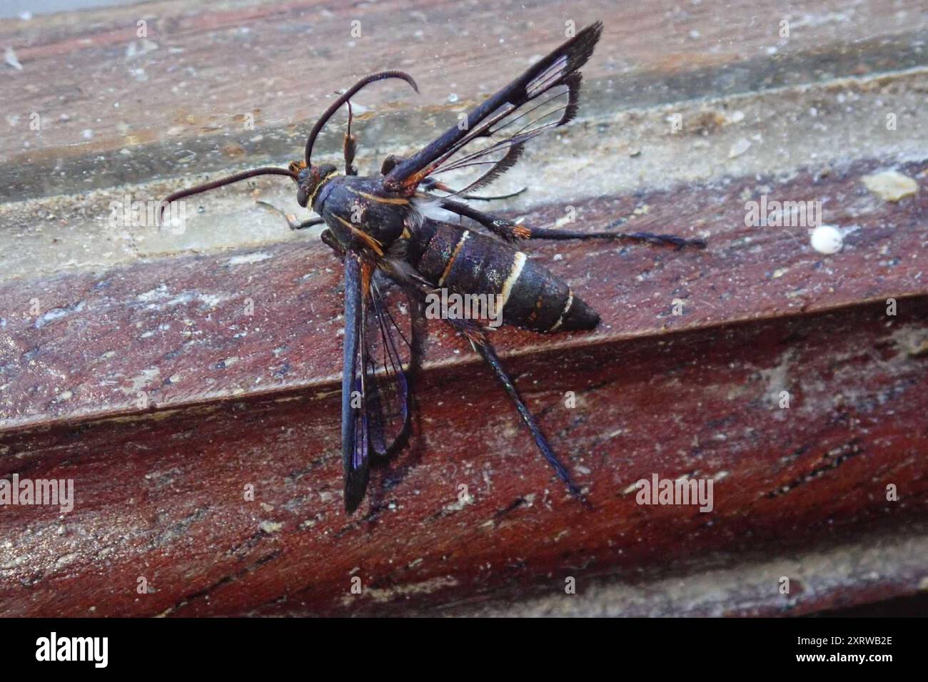 (Macrotarsipodes tricinctus) Insecta Stock Photo - Alamy