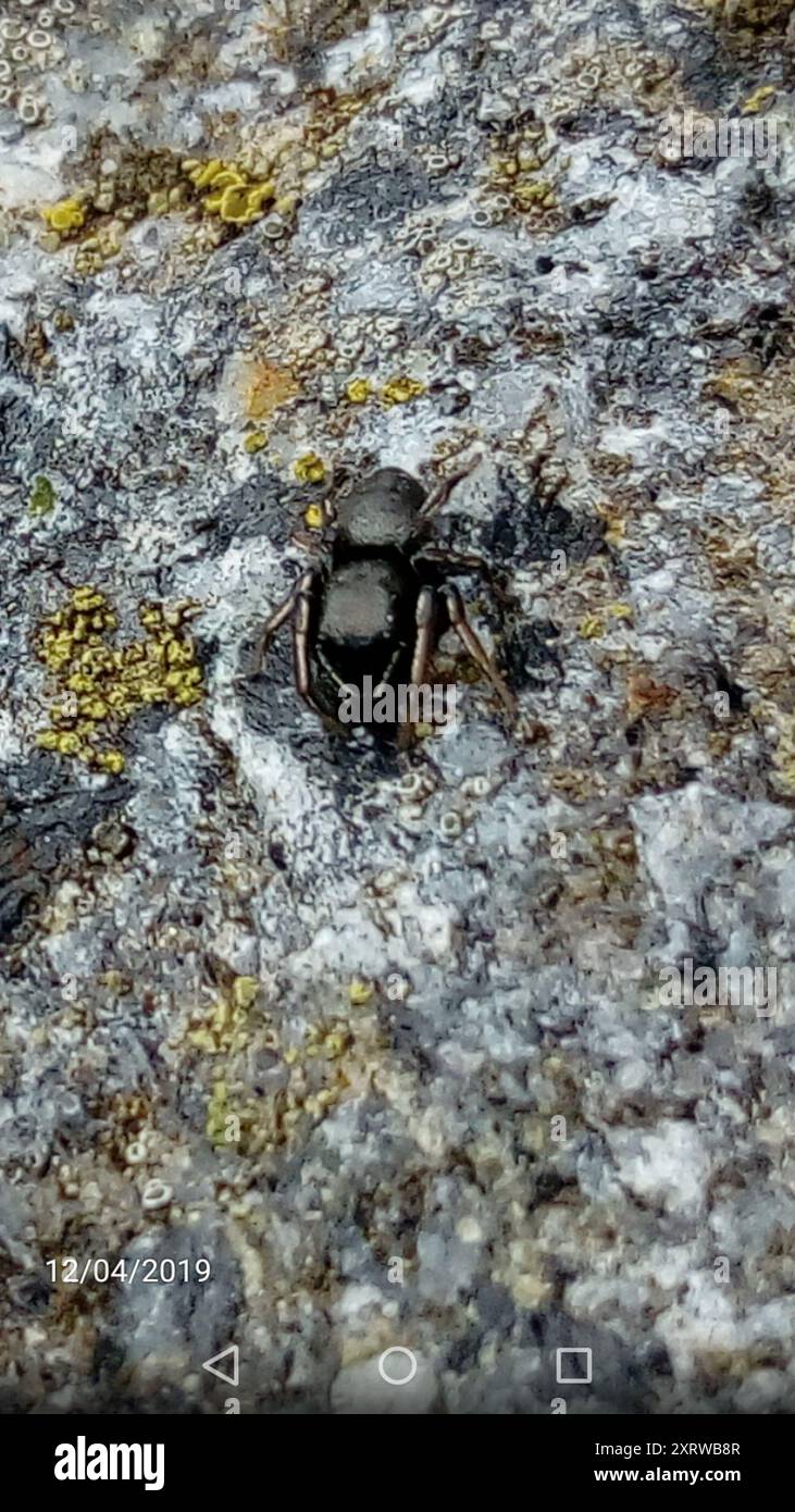 Sun Jumping Spiders (Heliophanus) Arachnida Stock Photo - Alamy