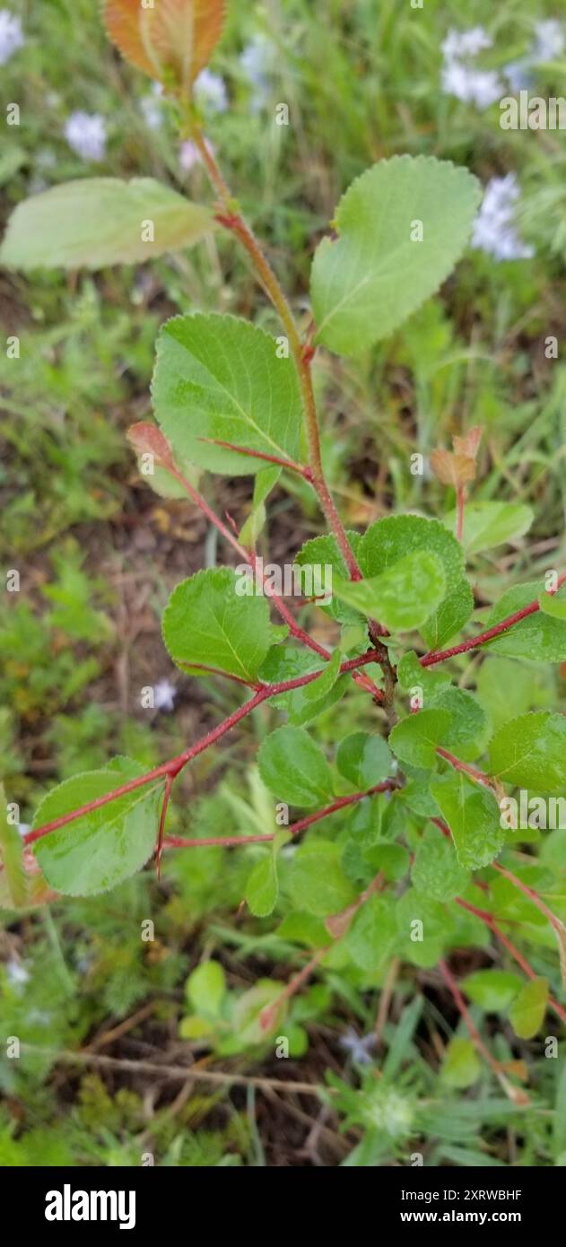 Reverchon's hawthorn (Crataegus reverchonii) Plantae Stock Photo