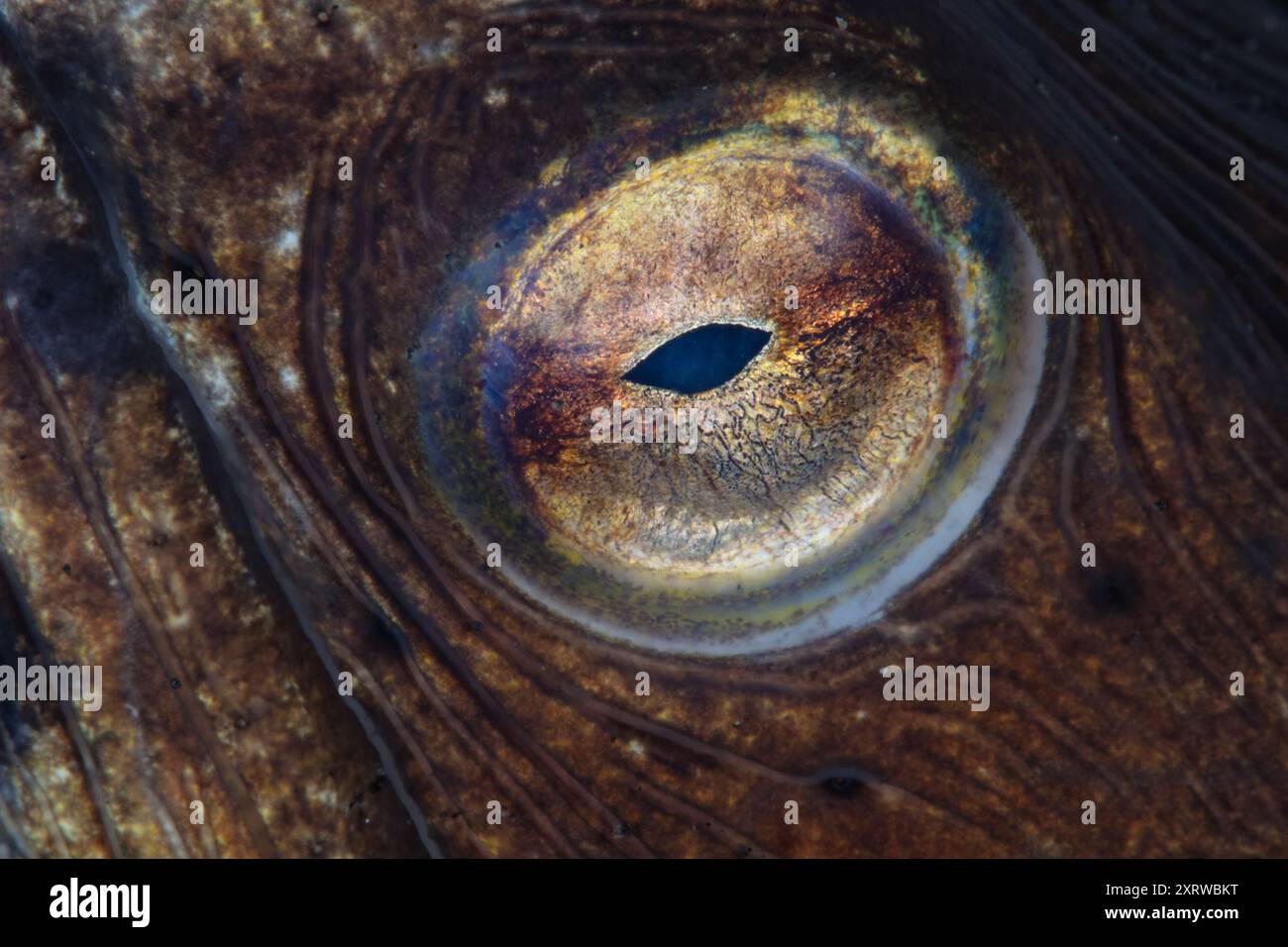 Animal evolution shown hi-res stock photography and images - Alamy
