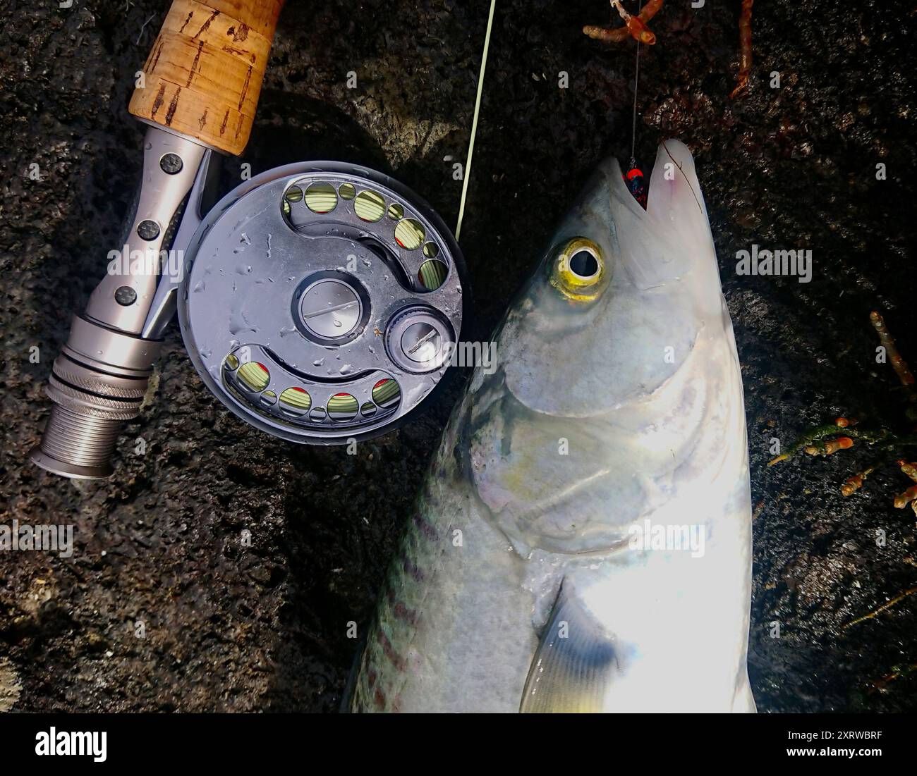 A Silver fish, called Kahawai in New Zealand, caught on fly fishing rod ...