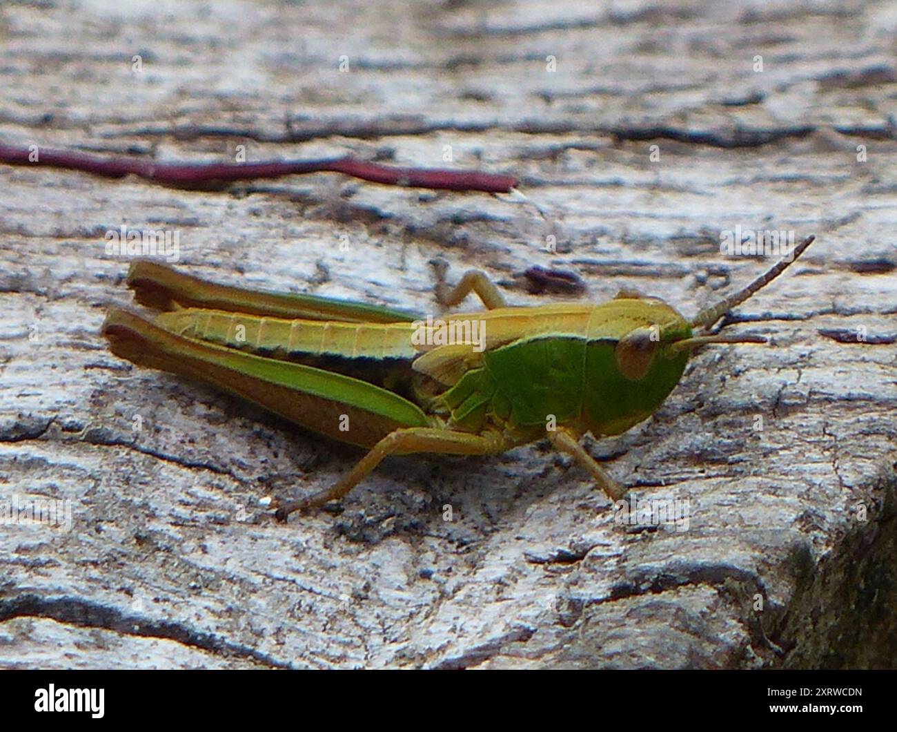 Meadow Grasshopper (Pseudochorthippus parallelus) Insecta Stock Photo ...