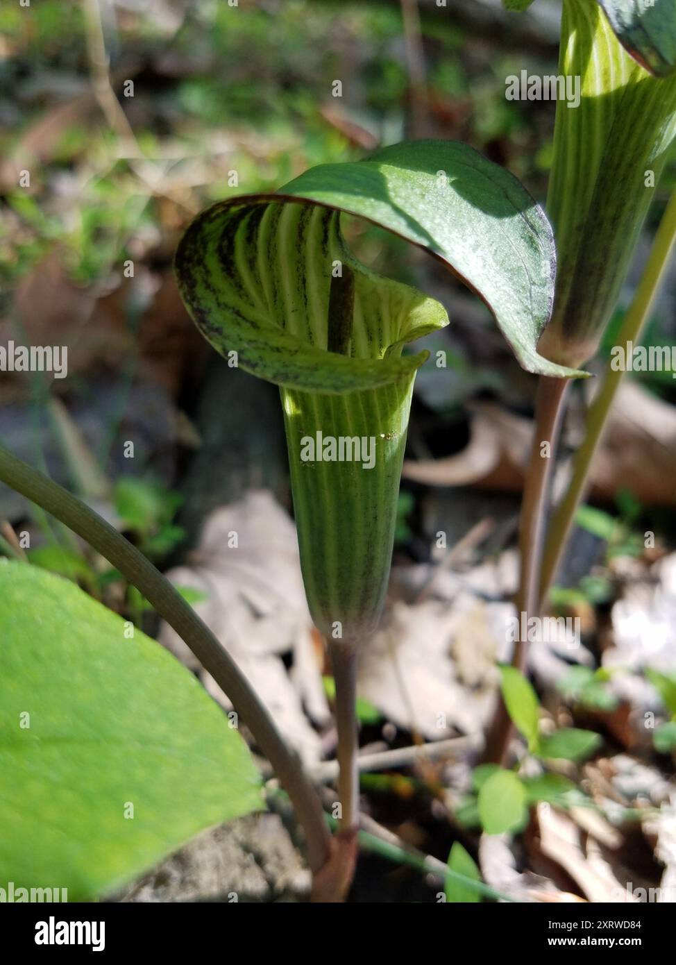 Jack-in-the-Pulpit (Arisaema triphyllum) Plantae Stock Photo - Alamy