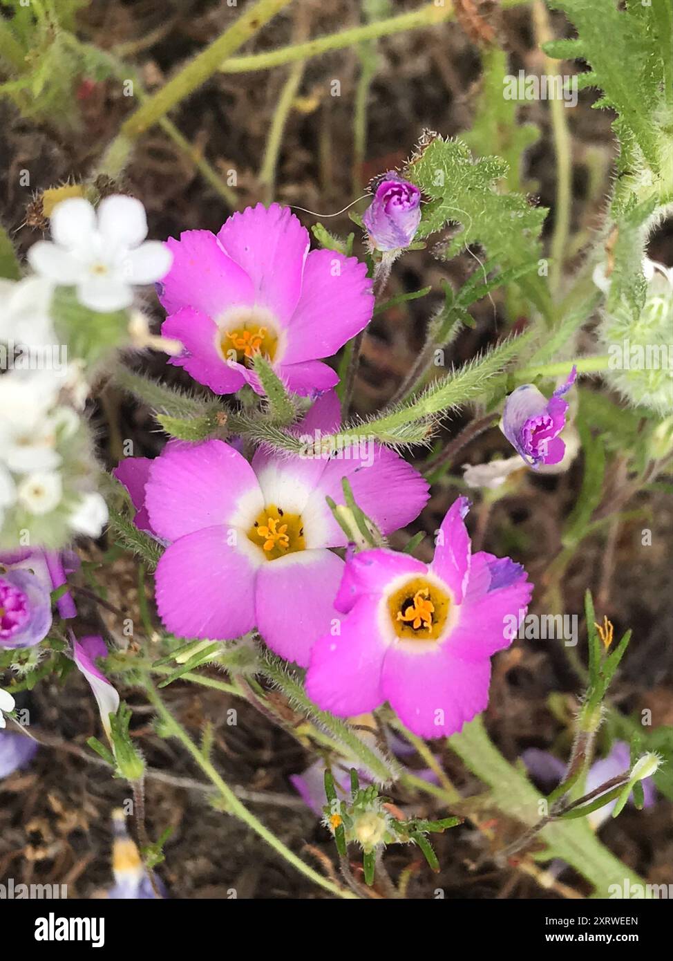 Linanthus dianthiflorus hi-res stock photography and images - Alamy