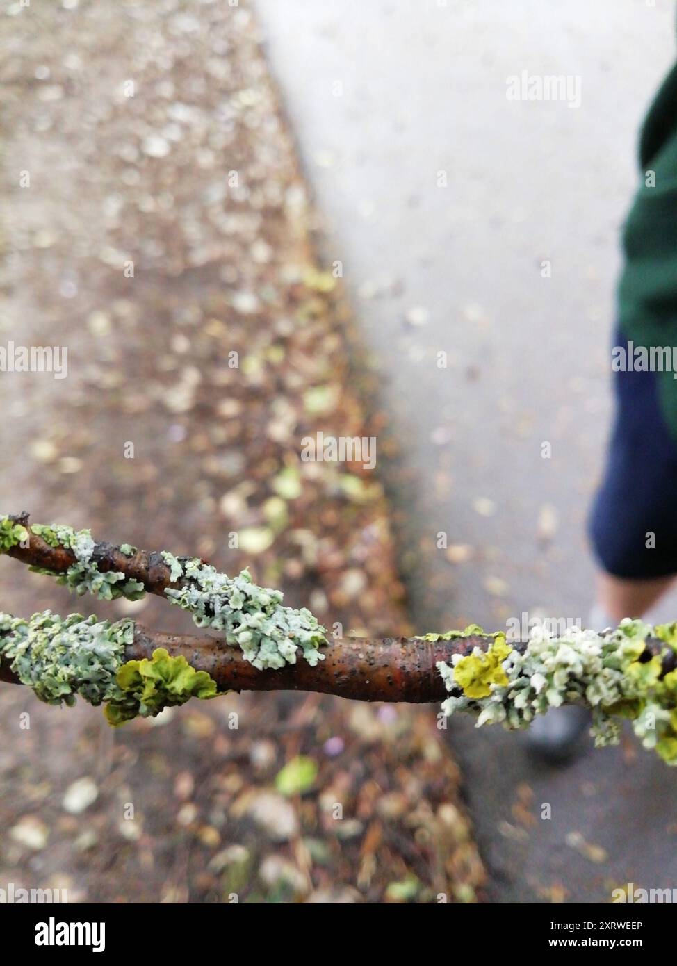 Hooded Rosette Lichen (Physcia adscendens) Fungi Stock Photo