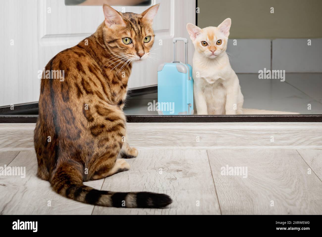 An adult cat and a small kitten with a suitcase in the doorway. The appearance of a new cat in the house. Stock Photo