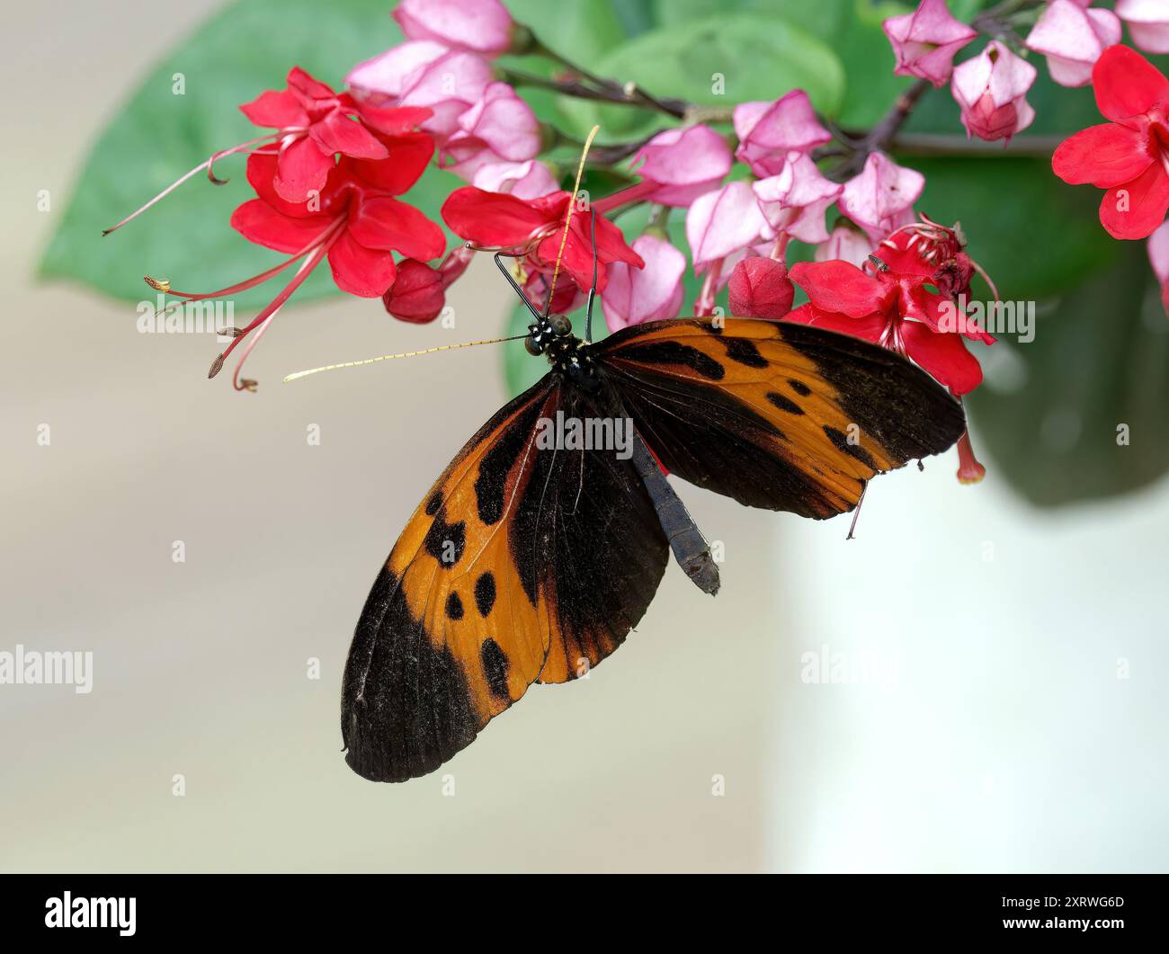Numata longwing, Heliconius numata, butterfly garden, Mindo, Ecuador ...