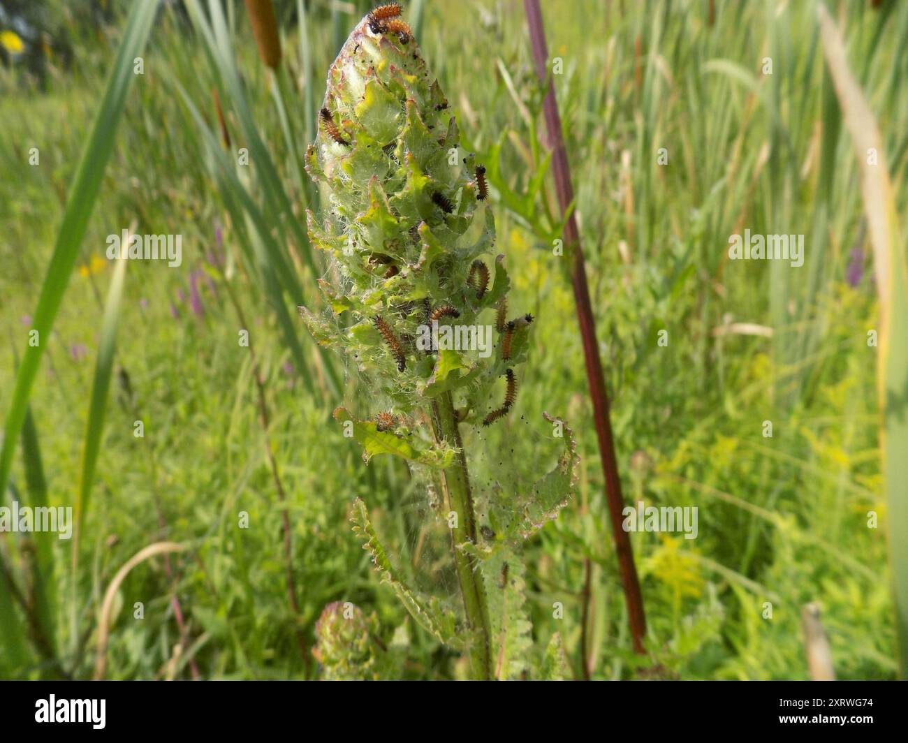 Baltimore Checkerspot (Euphydryas phaeton) Insecta Stock Photo - Alamy