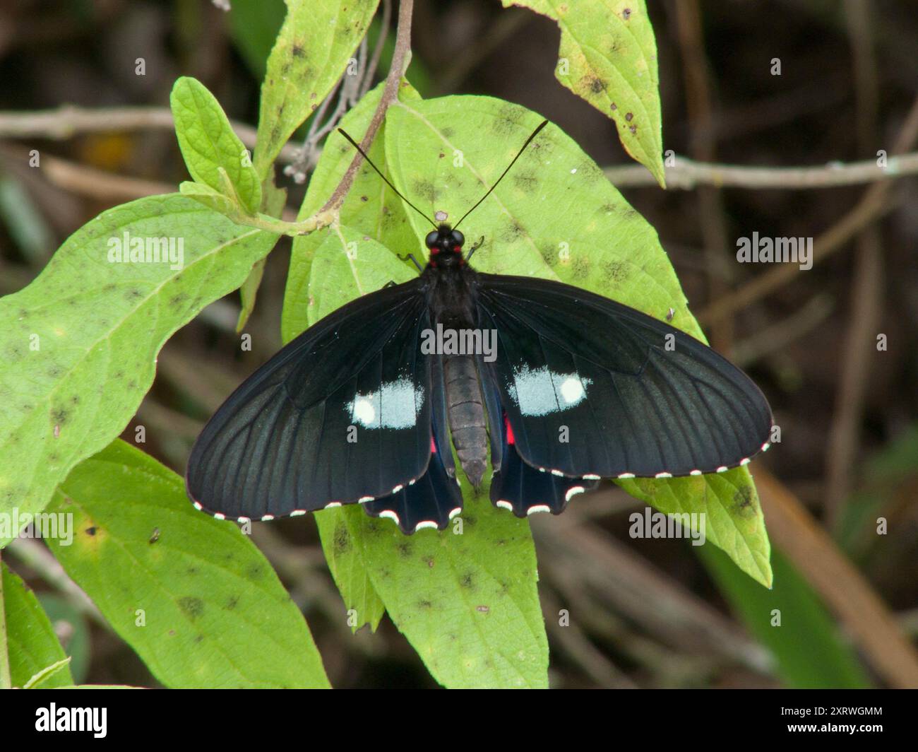 Parides anchises hi-res stock photography and images - Alamy