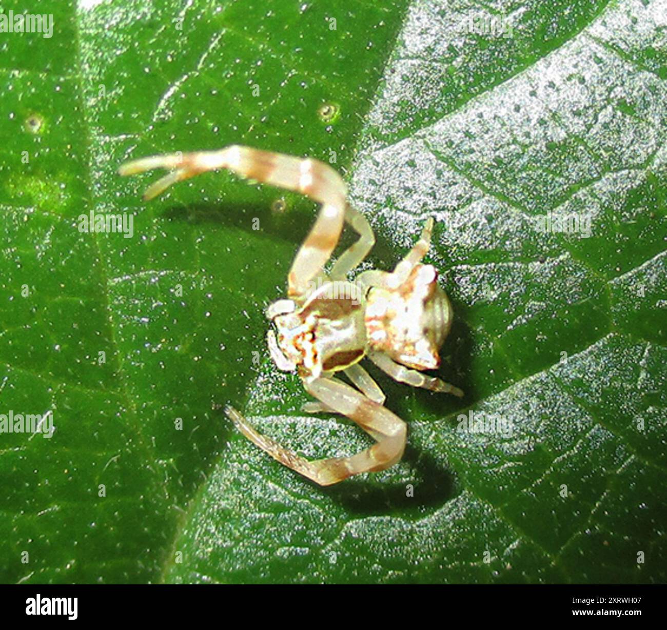 Crab Spiders (Thomisidae) Arachnida Stock Photo - Alamy