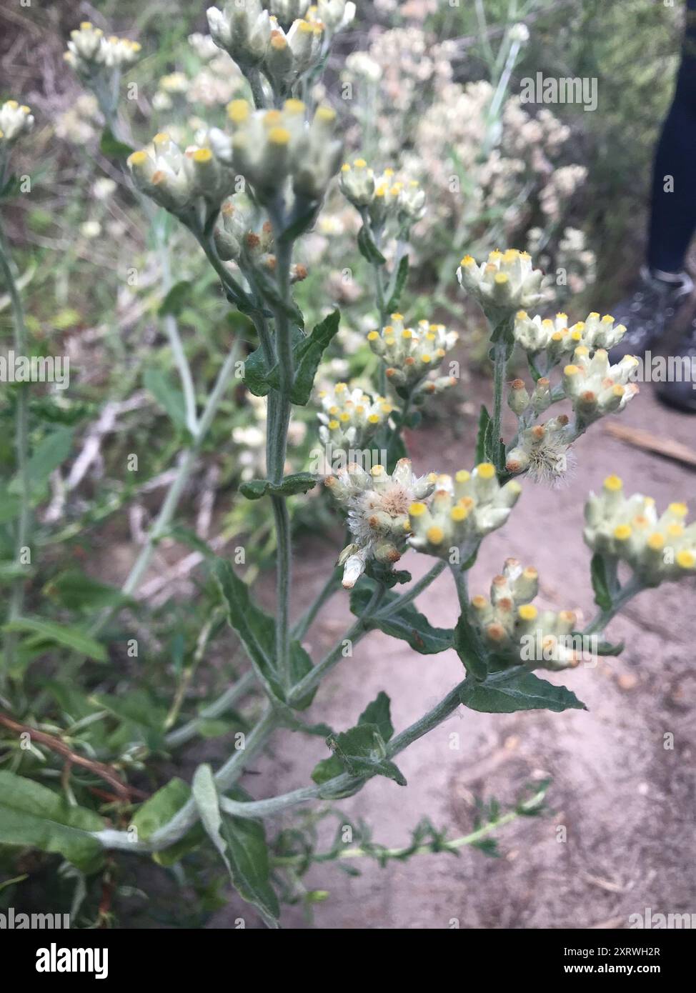 two-color rabbit tobacco (Pseudognaphalium biolettii) Plantae Stock ...