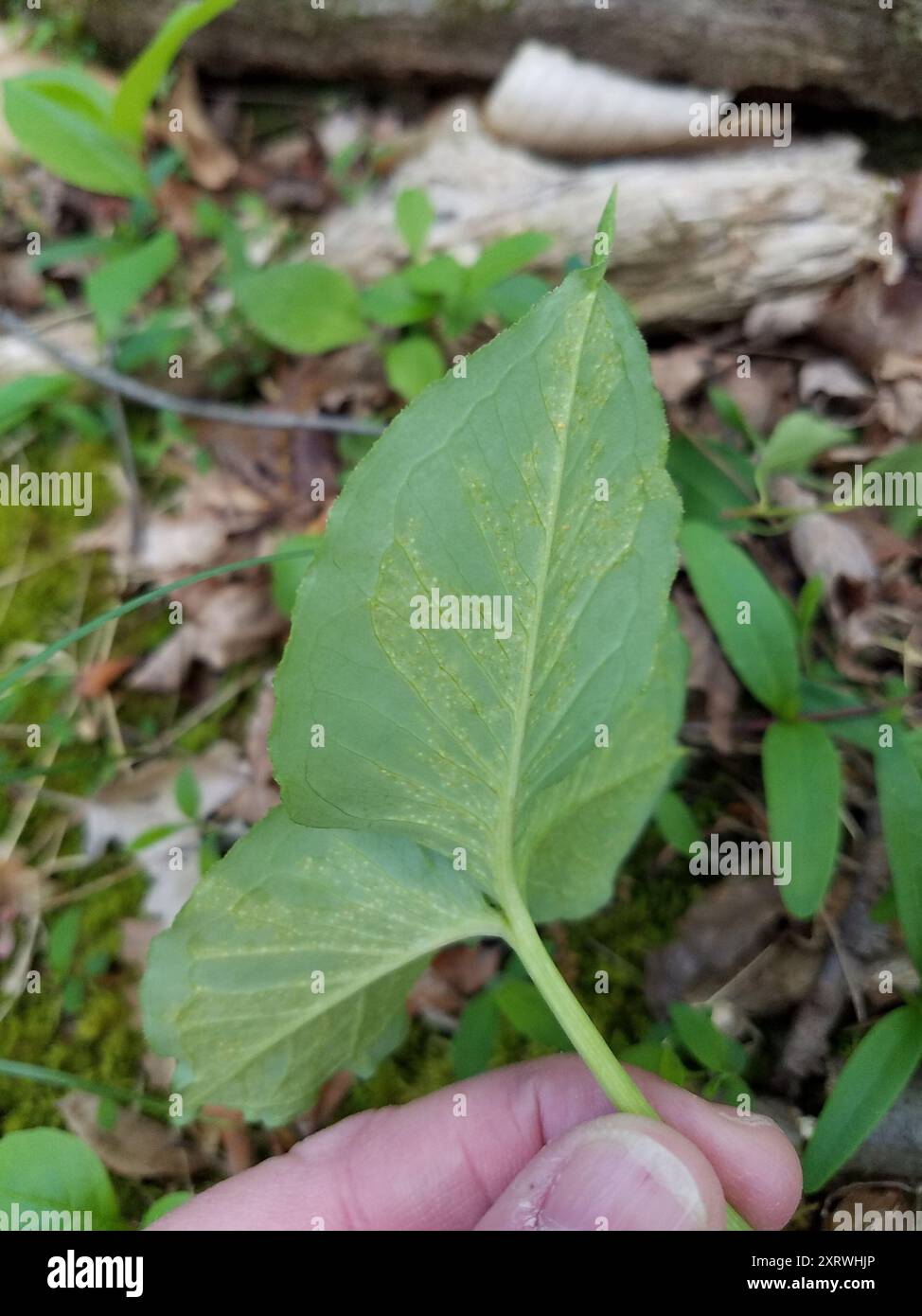 rust fungi (Pucciniales) Fungi Stock Photo - Alamy