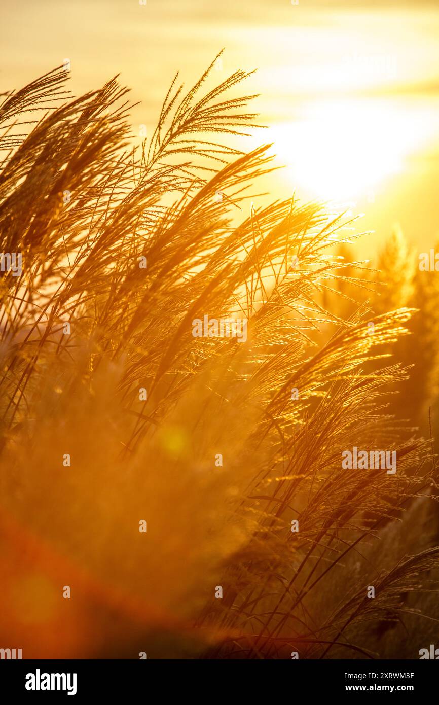 Grasses backlit hi-res stock photography and images - Alamy