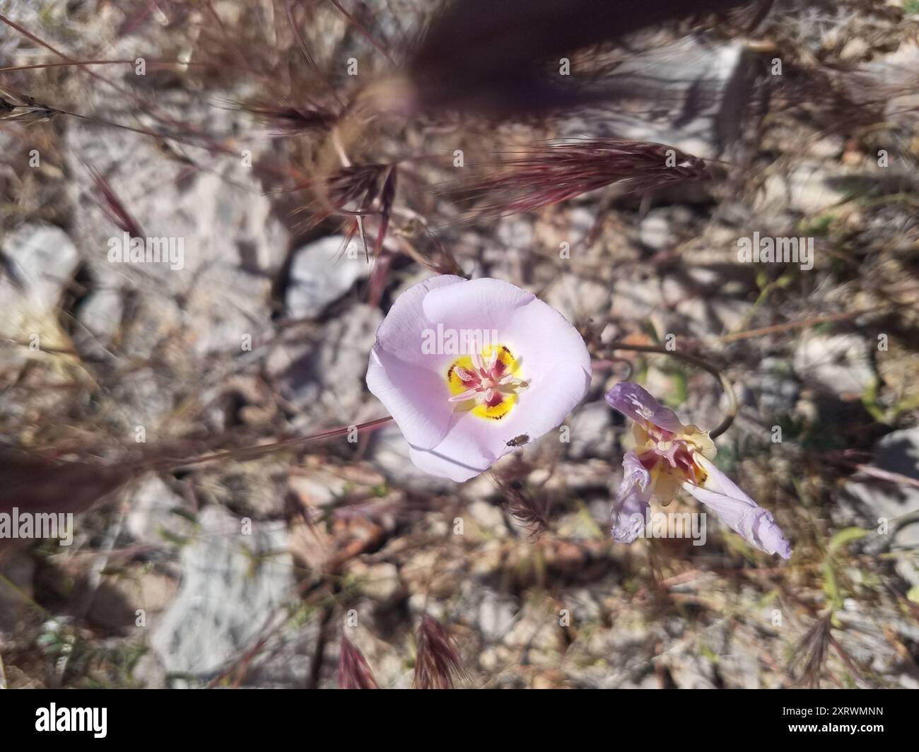 winding mariposa lily (Calochortus flexuosus) Plantae Stock Photo